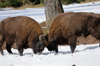 Wisente im Nationalpark Bayerischer Wald